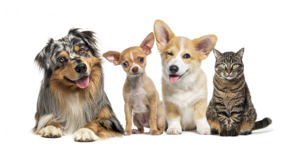 Payson Pets