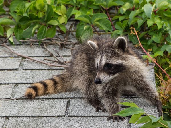 Payson Wildlife Removal