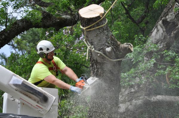 Payson Tree Trimming